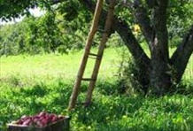 Apple Picking on Orleans Island
